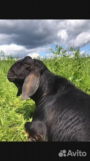 С/х животные