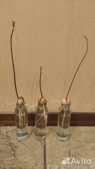 Авокадо пророщенное