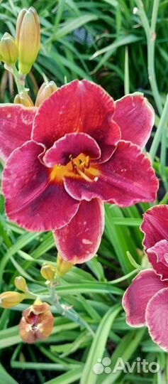 Лилейники для сада