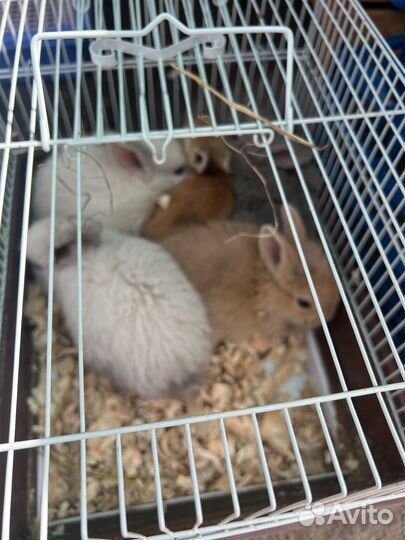 Продаются кролики карликовые