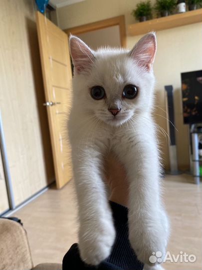 Британская серебристая шиншилла котята