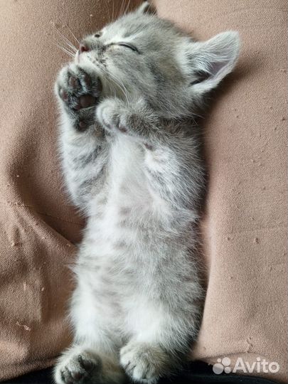Котенок в добрые руки)