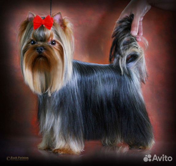 Йоркширский терьер девочка