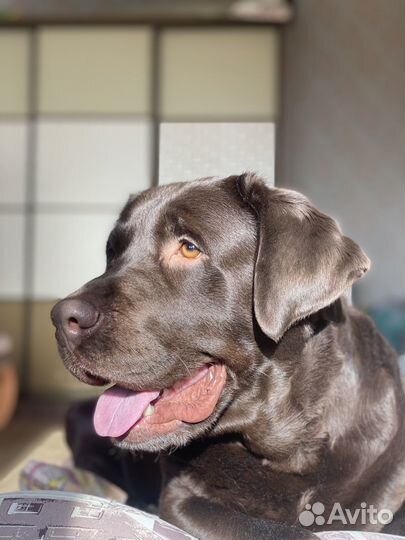 Случка лабрадор