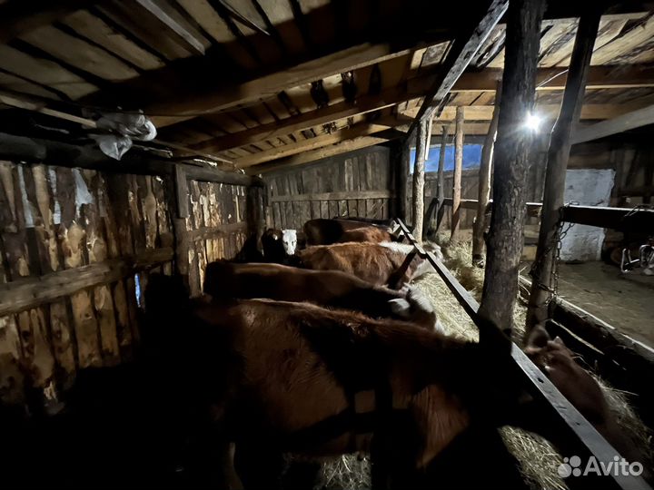 Бычки быки телята телки