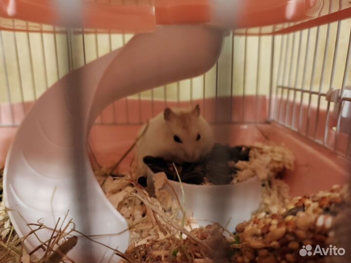 Джунгарик Карамелька + все необходимое