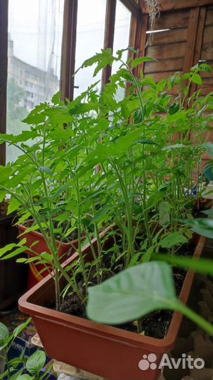 Рассада помидоров томатов