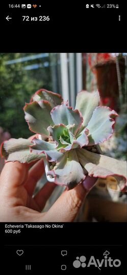 Суккуленты Эхиверии, много разных видов