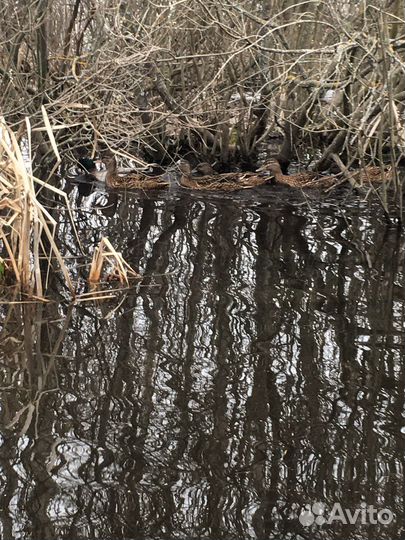 Подсадные утки