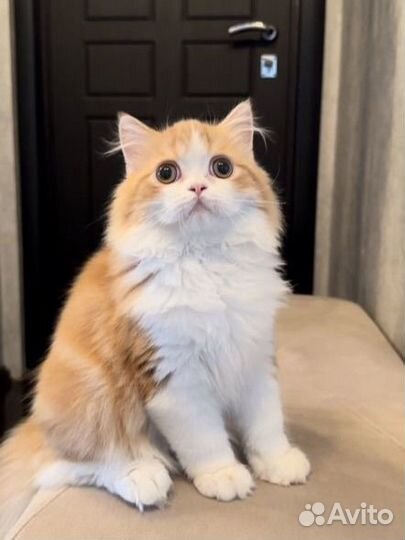 Шотландский мальчик