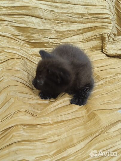 Котята отдам бесплатно