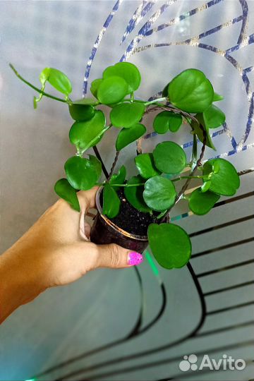 Комнатные растения