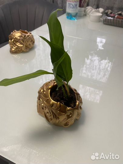 Спатифиллум