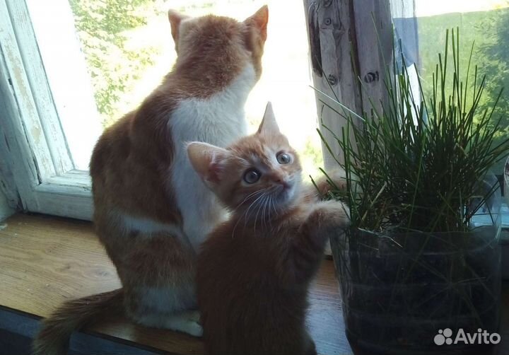 Котёнок девочка