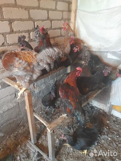 Породистые петушки