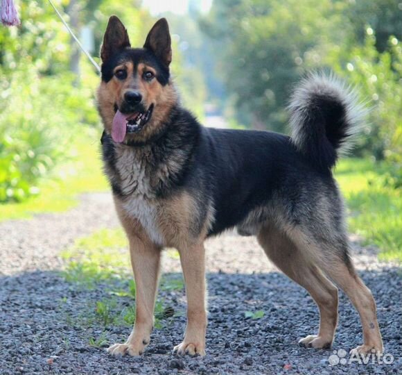 Собака в добрые руки метис овчарки