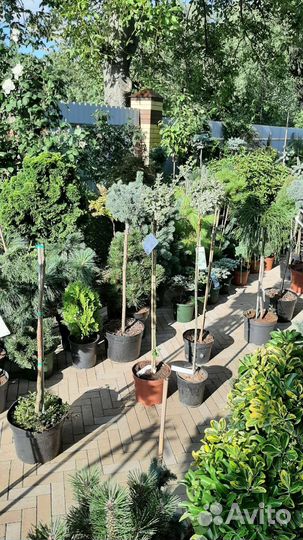 Много на штамбе хвойной красоты