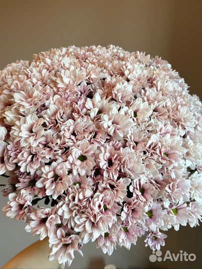 Ромашковая хризантема.Доставка цветов Калинрнград