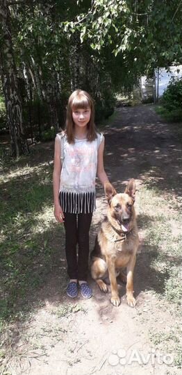 Дрессировка собак