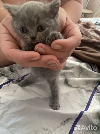 Продам котят британцев
