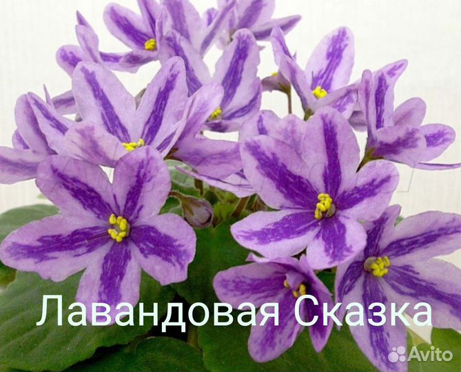 Фиалки химеры