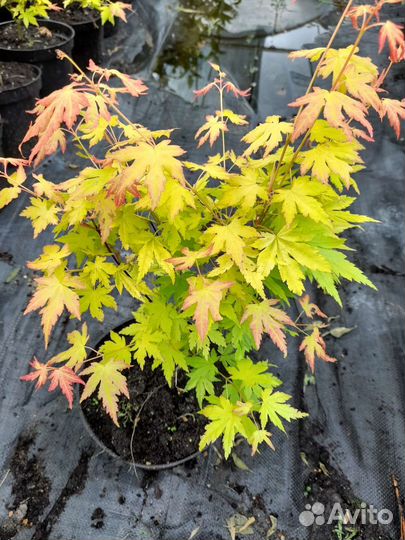 Клён пальмолистный Оранж Дрим