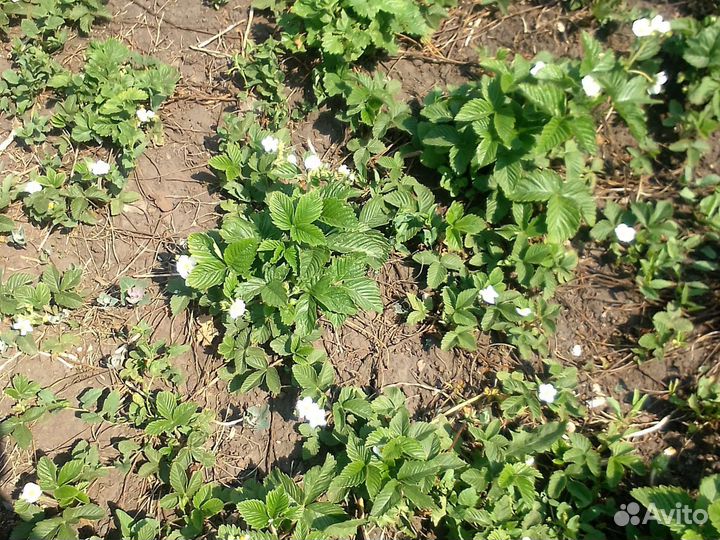 Виктория ягода