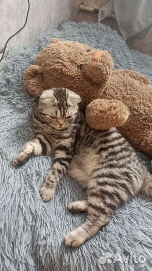 Шатланская вислоухая