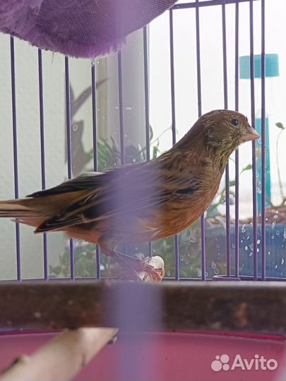 Канарейка-самка 3 года красная