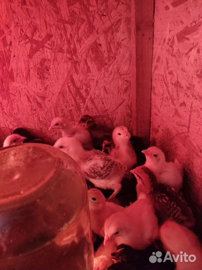 Цыплята подрощенные