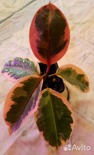 Фикусы сортовые