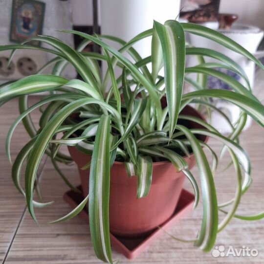 Хлорофитум кудрявый
