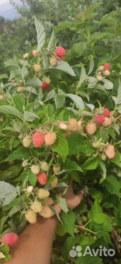 Саженцы малины