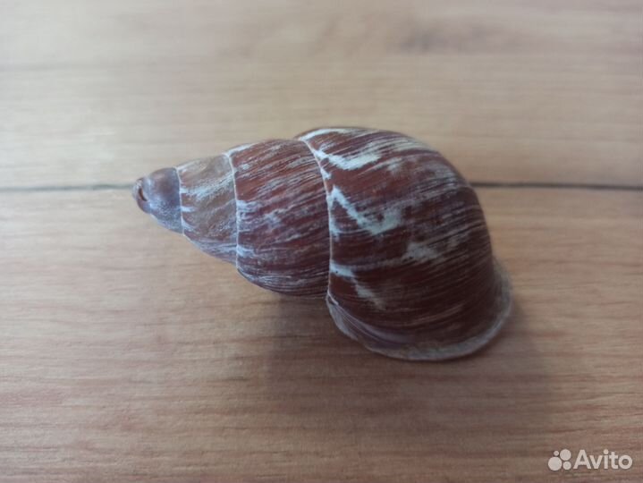 Морская раковина