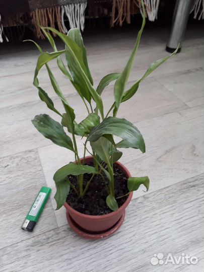 Спатифиллум