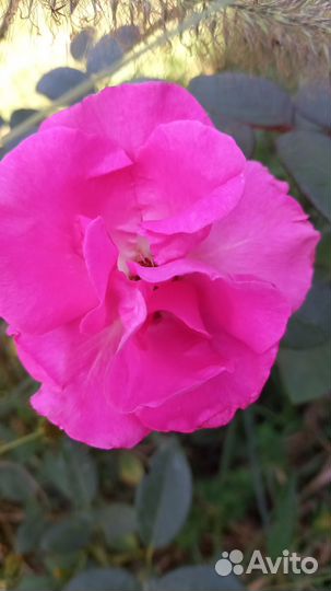 Саженцы роз 2х летние