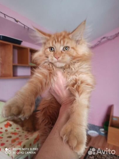 Самая красивая ручная рысь- мейн-кун