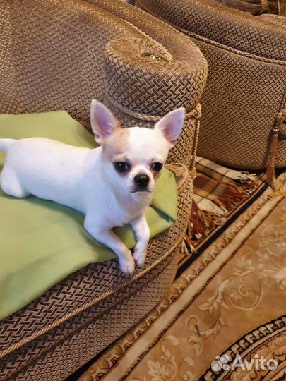 Чихуахуа мальчик