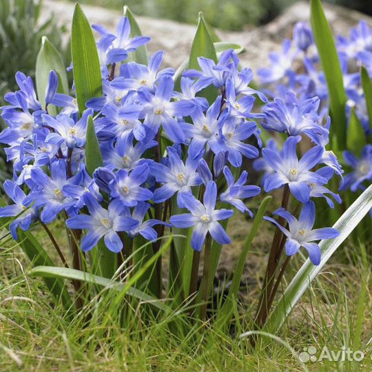 Хионодокса «Блю гиант» (луковицы)