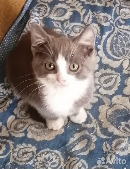 Котята (мальчики) в добрые руки