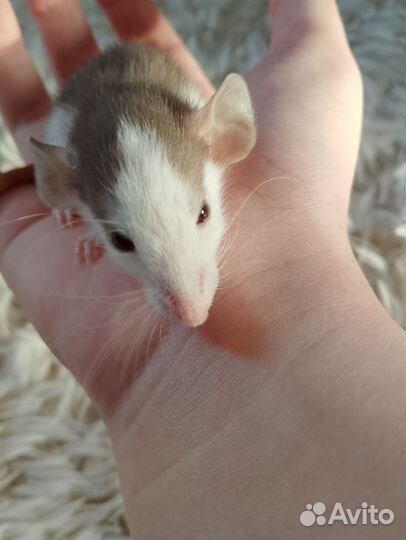 Крысята дамбо