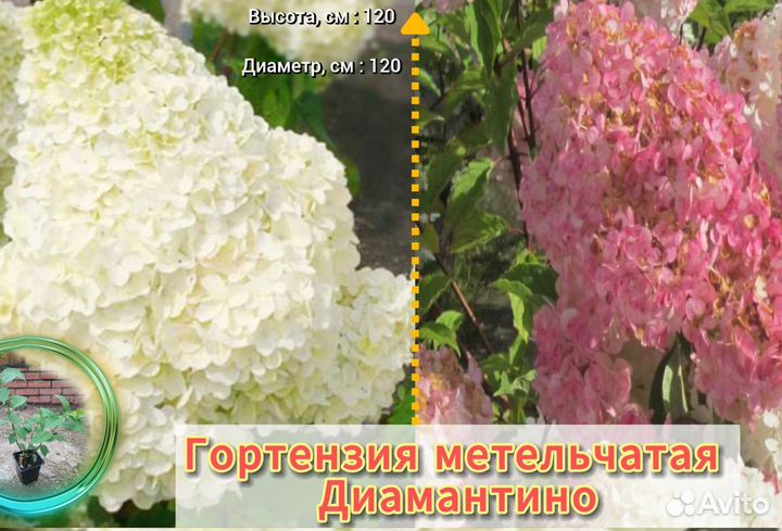 Гортензия Диамантино