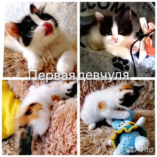 Котята в добрые руки