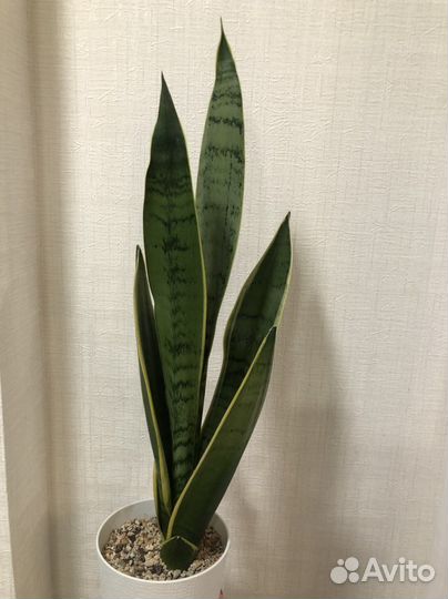 Сансевиерии сортовые