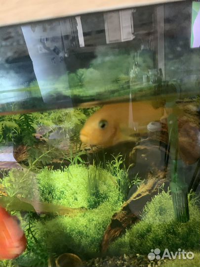 Аквариумные рыбки