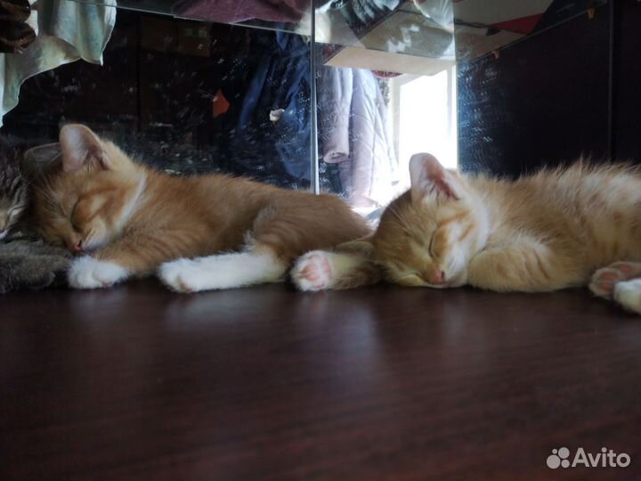 Котята отдам бесплатно