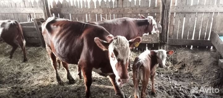 Корова c телёнком