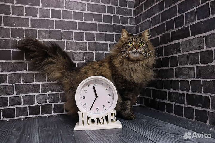 Ищет дом чудесная кошечка Нюша