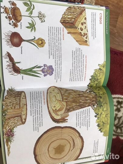 Энциклопедия для детей