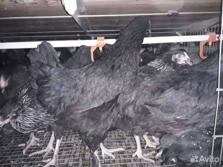 Куры Несушки